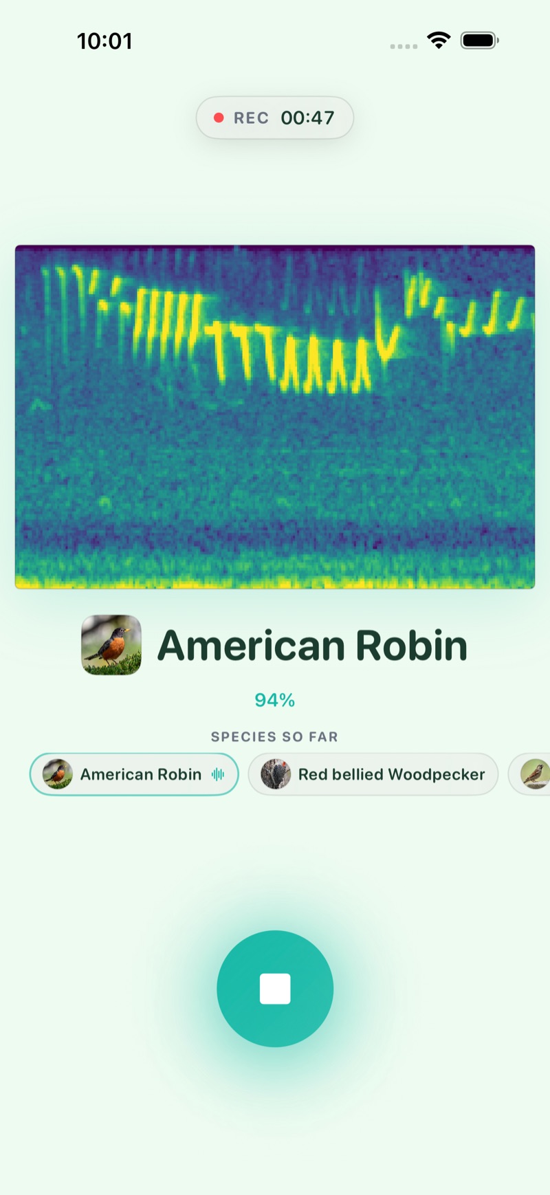 BirdScout identifying an American Robin live, showing the spectrogram and the species heard so far