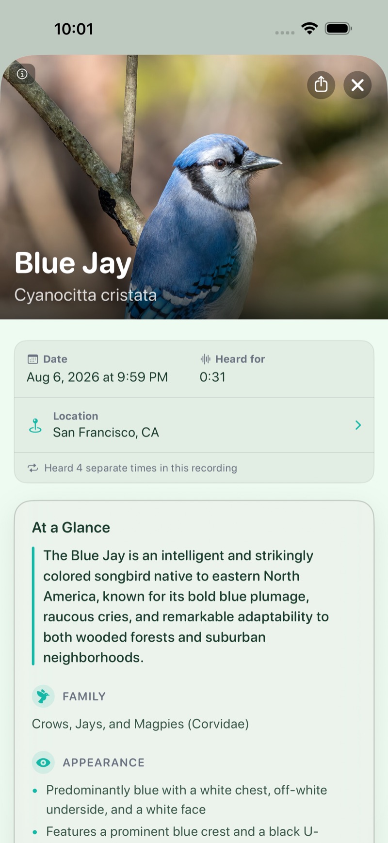 BirdScout result screen for a Blue Jay showing date, location, times heard, and the At a Glance facts card